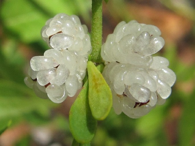 Pollichia campestris