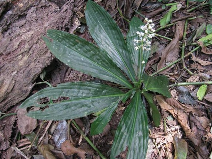 Pollia hasskarlii