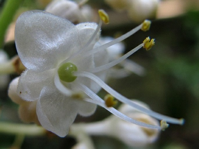 Pollia hasskarlii