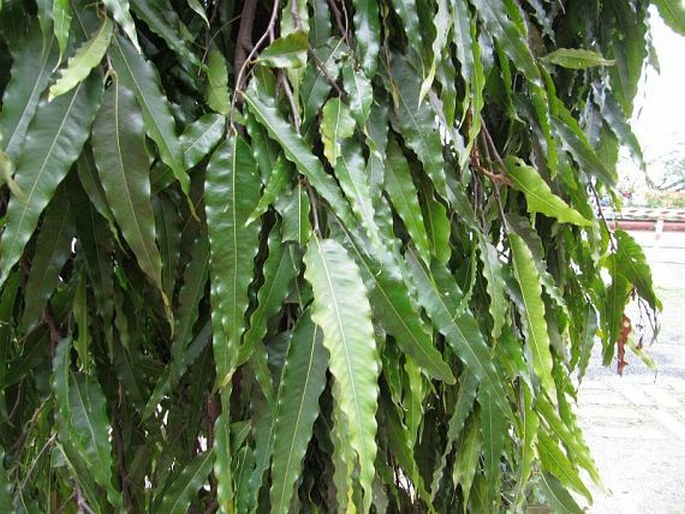 Polyalthia longifolia