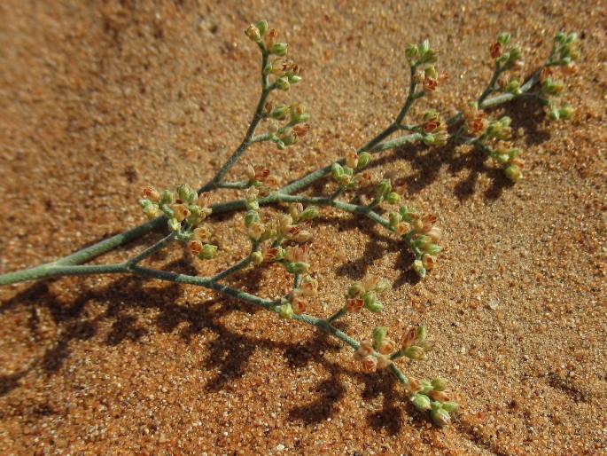 Polycarpaea repens