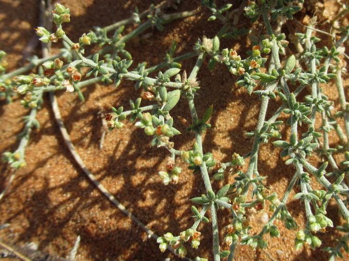 Polycarpaea repens