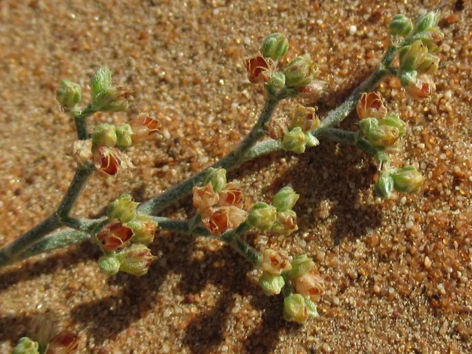 Polycarpaea repens