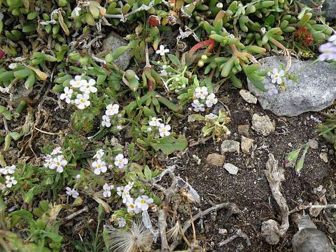 Polycarena lilacina