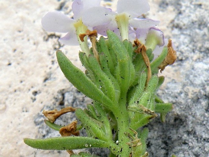 Polycarena lilacina