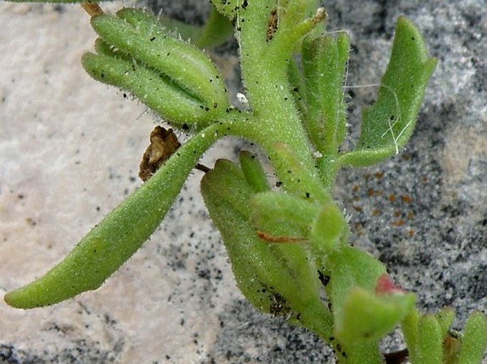 Polycarena lilacina