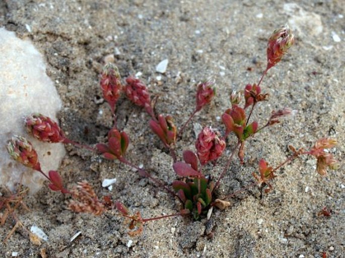 Polycarpaea spicata