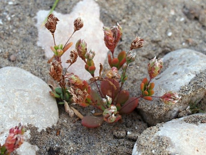 Polycarpaea spicata