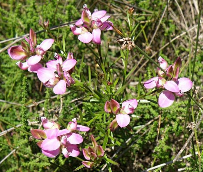 POLYGALA ERICAEFOLIA DC. – vítod / horčinka