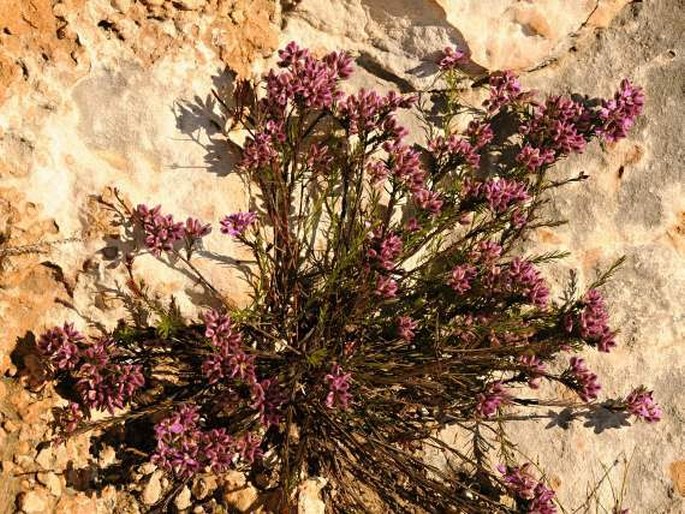 Polygala ericaefolia