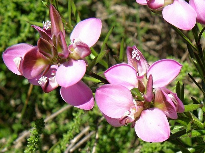 Polygala ericaefolia