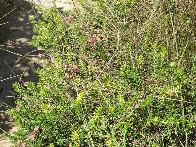 Polygala ericaefolia