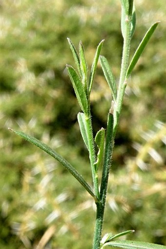 Polygala hottentota