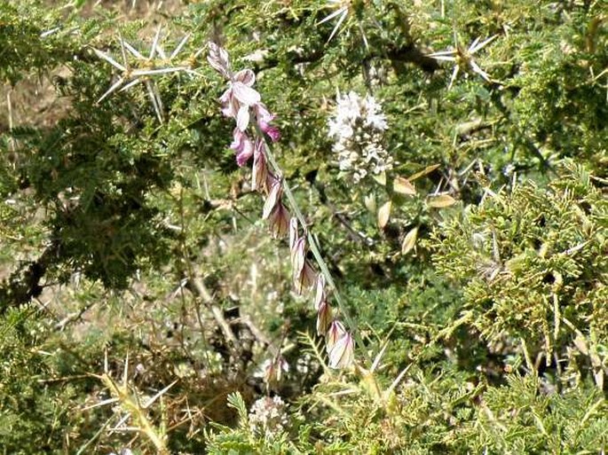 Polygala hottentota