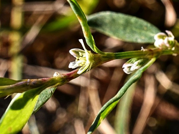 POLYGONUM AVICULARE L. – truskavec ptačí / stavikrv vtáčí