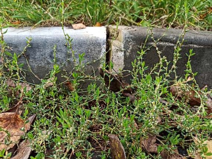 Polygonum aviculare