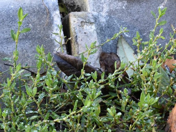 Polygonum aviculare