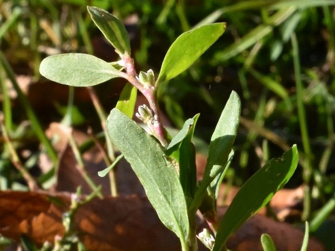 Polygonum aviculare