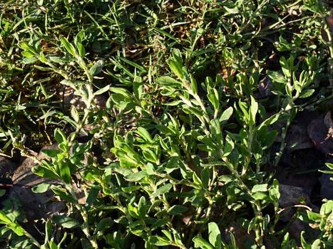 Polygonum aviculare