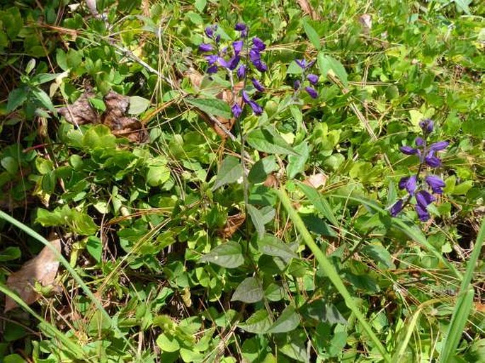 Polygala costaricensis