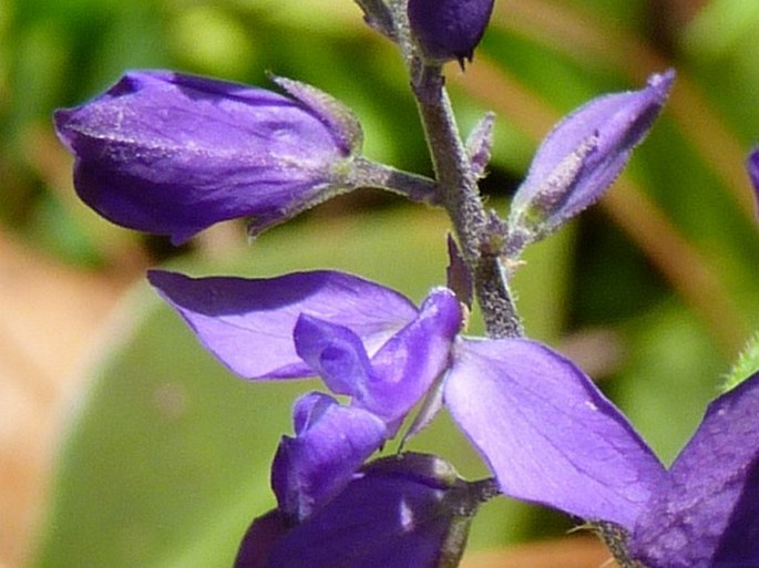 Polygala costaricensis