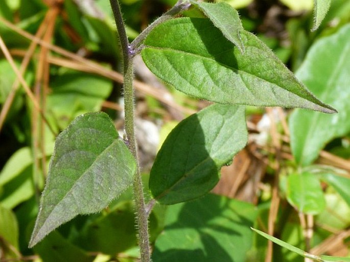 Polygala costaricensis