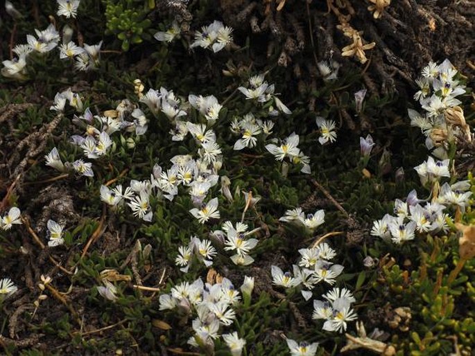 Polygala darwiniana