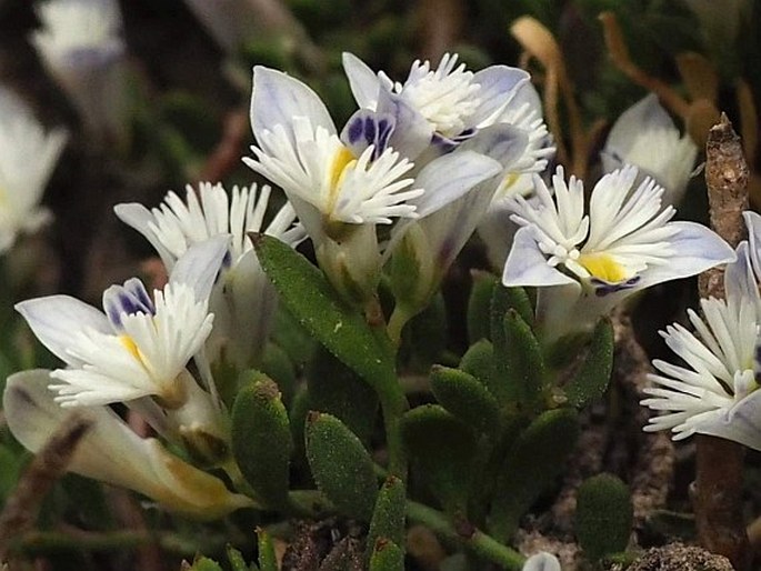 Polygala darwiniana