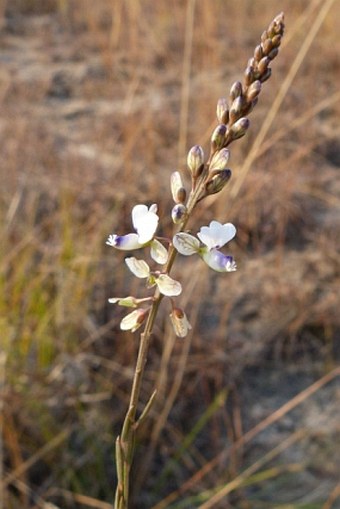 Polygala isaloensis