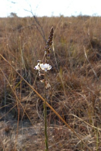 Polygala isaloensis