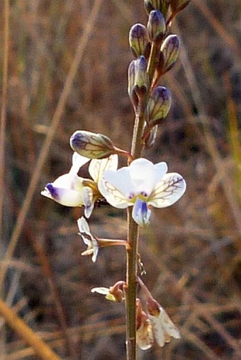 Polygala isaloensis