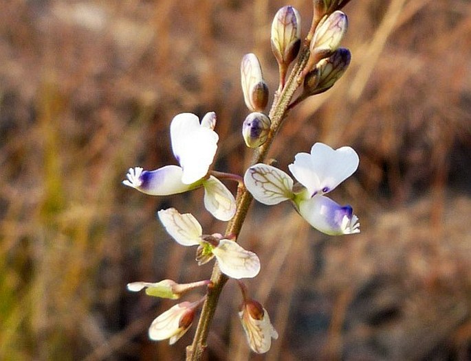 POLYGALA ISALOENSIS H. Perrier – vítod / horčinka