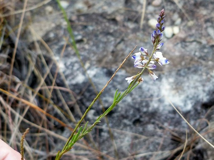 Polygala isaloensis