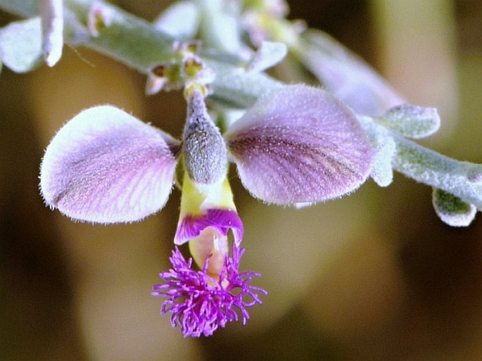 Polygala mascatensis