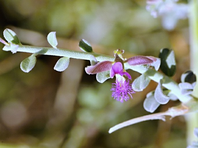 POLYGALA MASCATENSIS Boiss. – vítod / horčinka