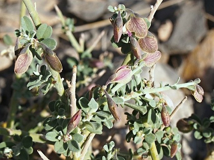 Polygala mascatensis