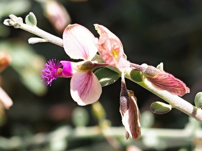 Polygala mascatensis