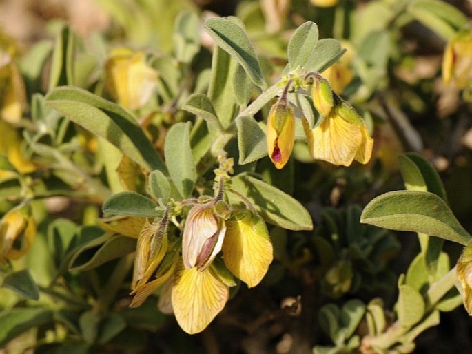 Polygala obtusissima