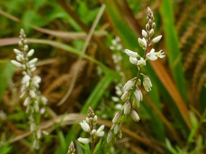 Polygala paniculata