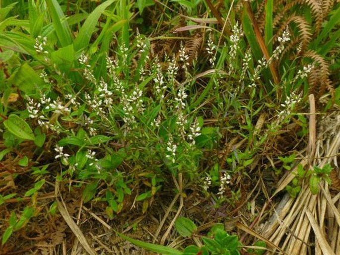 Polygala paniculata