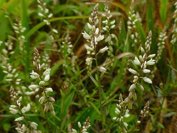 Polygala paniculata