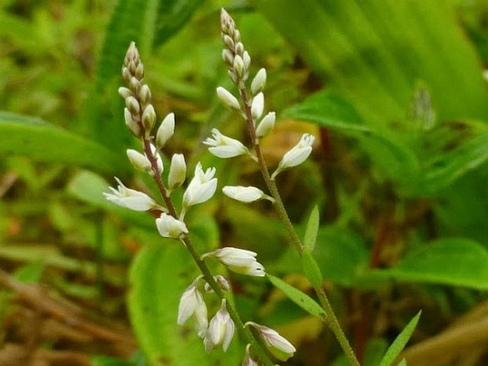 POLYGALA PANICULATA L. – vítod / horčinka