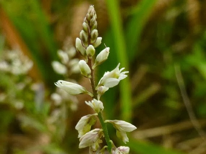 Polygala paniculata