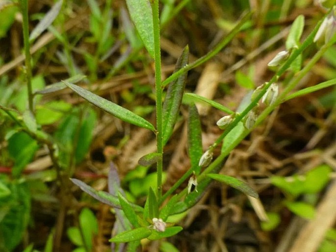 Polygala paniculata