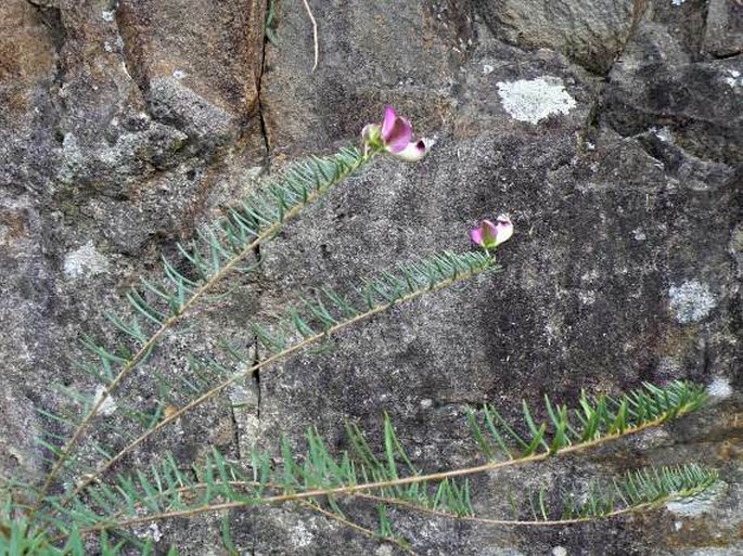 Polygala teretifolia