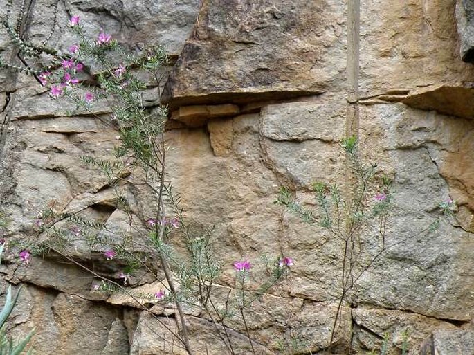 Polygala teretifolia