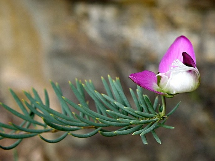 Polygala teretifolia