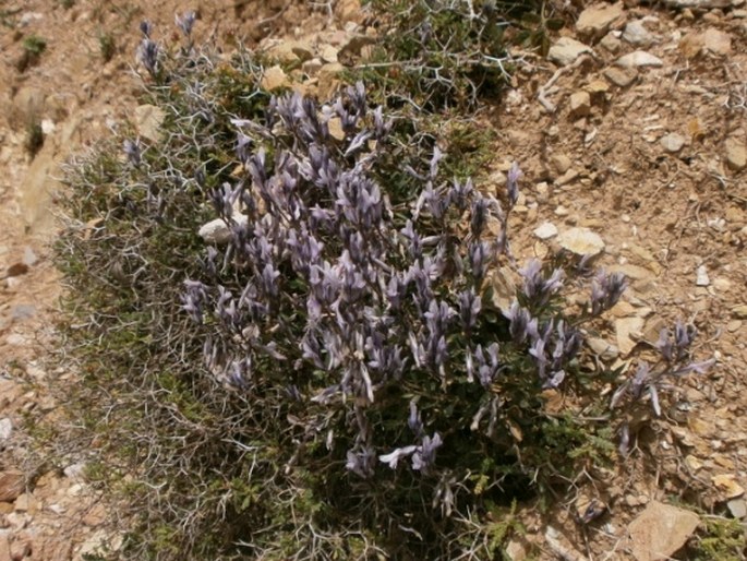 Polygala venulosa