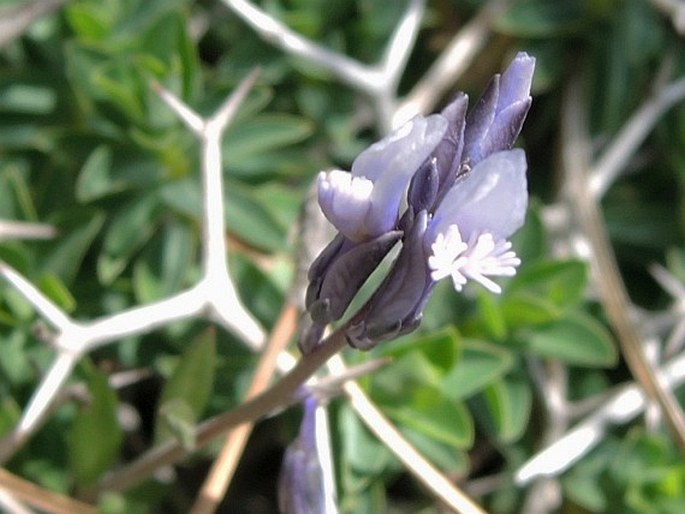 Polygala venulosa