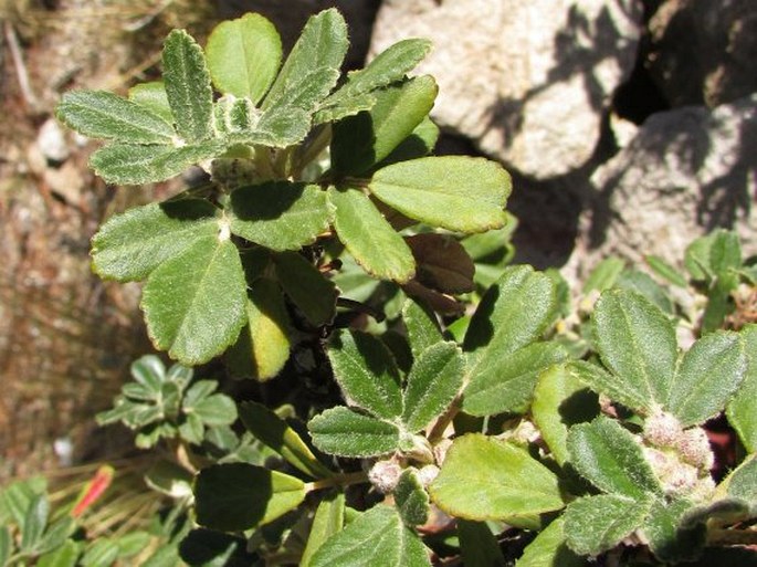 POLYLEPIS BESSERI Hieron. - čihoul